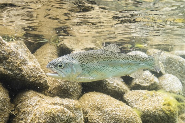 Rainbow trout