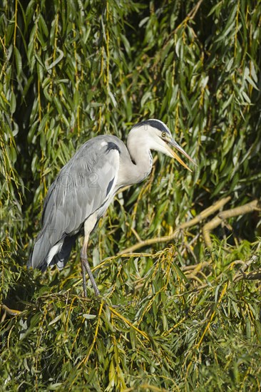 Grey heron