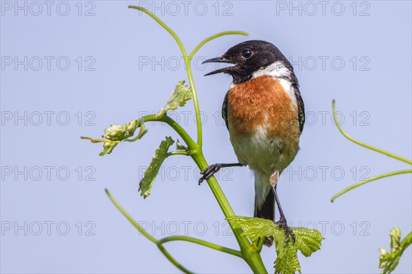 African stonechat