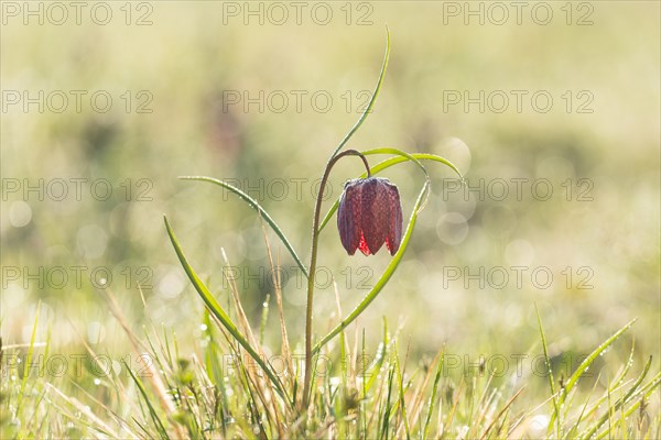 Snake's Head Fritillary