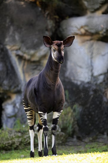 Okapi