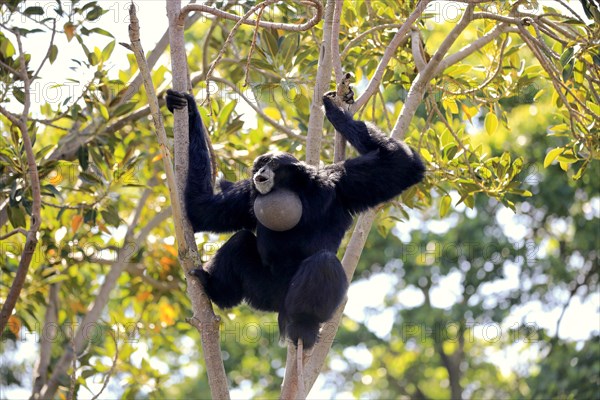 Siamang