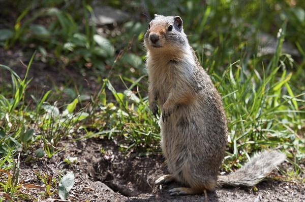 Columbian ground squirrel