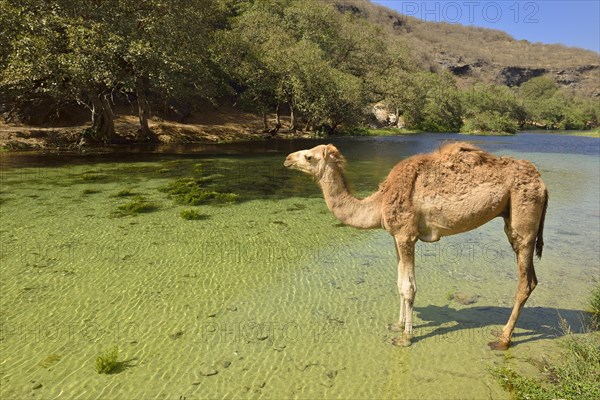 Arabian camel