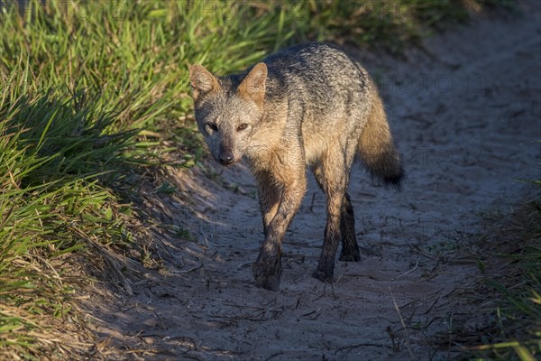 Hoary fox