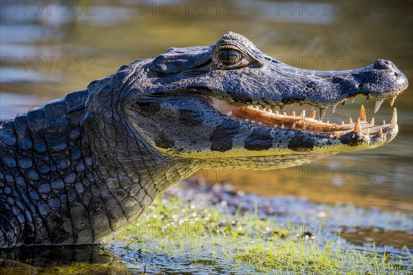 Yacare Caiman