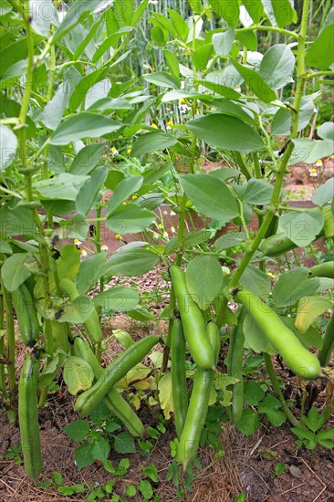 Broad bean