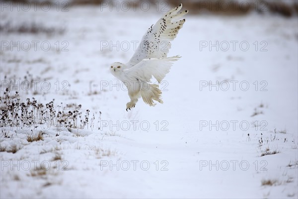 Snowy Owl