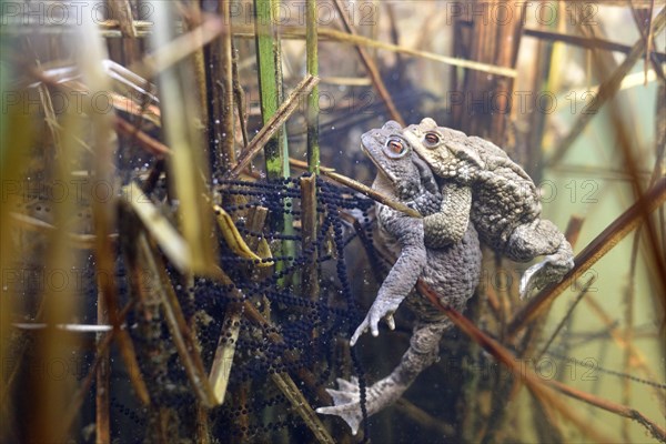 Common toads