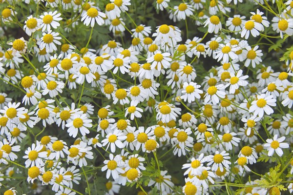 Feverfew