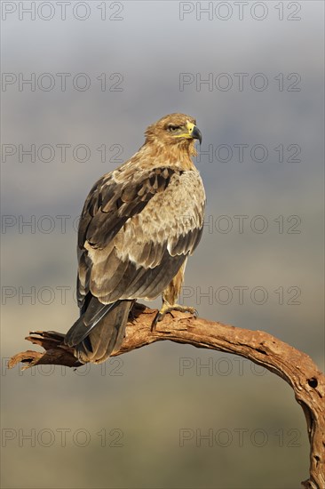 Tawny eagle