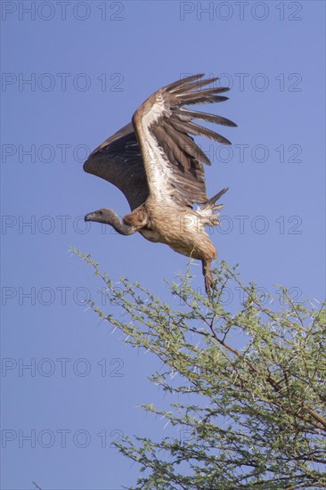 White-backed vulture