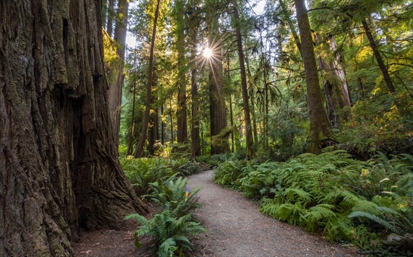 Sunrays shine through trees in the forest