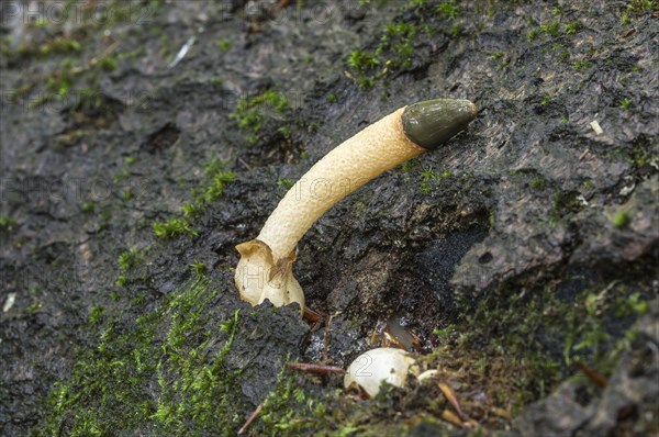 Dog stinkhorn