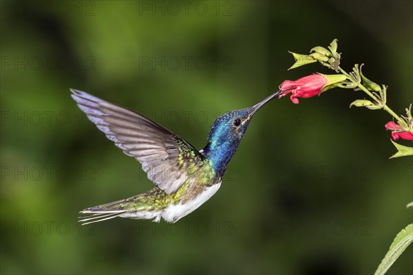 White-necked jacobin