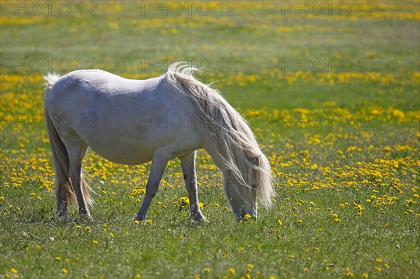 White Icelandic horse