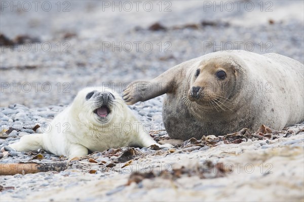 Grey seal