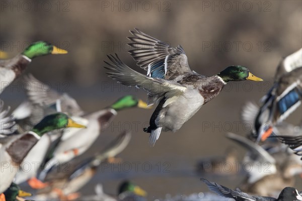 Mallards