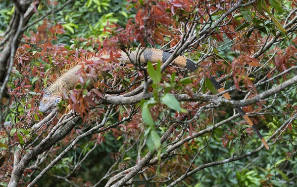 Green Iguana