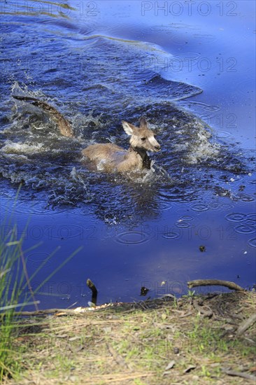 Eastern Gray Kangaroo