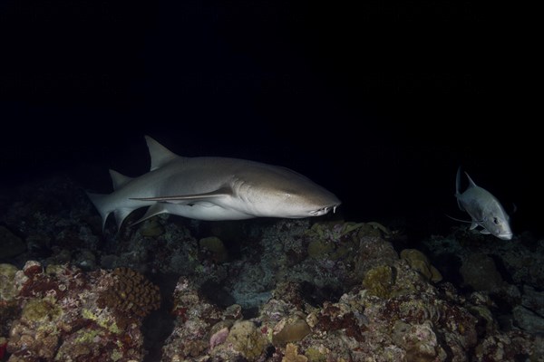 Tawny nurse shark