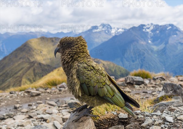 Mountain parrot