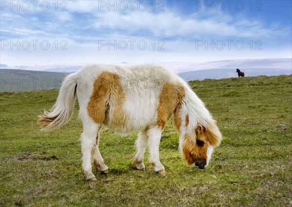 Dartmoor Pony grazing