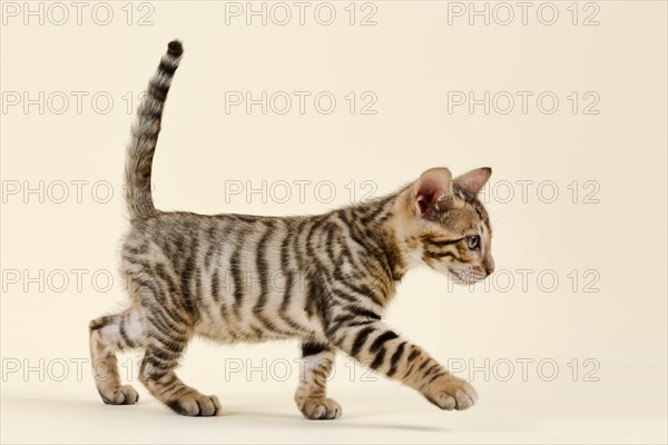 Breed cat Toyger