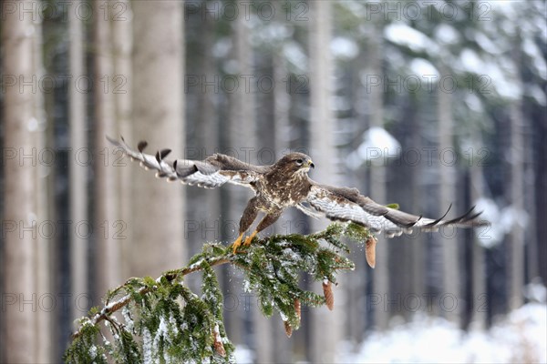 Steppe buzzard