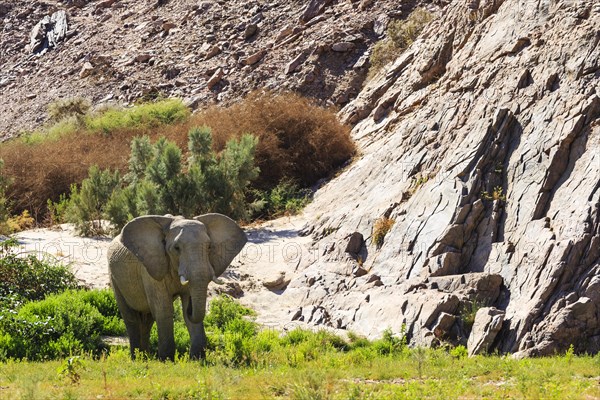 Elephant bull in the Hoarusib River