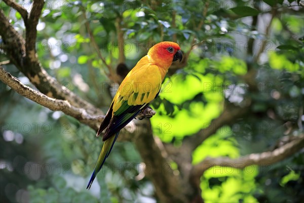 Sun conure