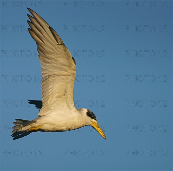 Large-billed tern