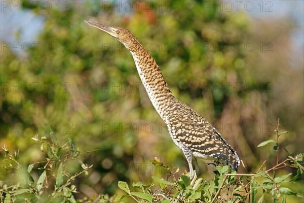 Rufescent tiger heron