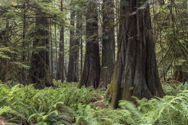 Cathedral Grove