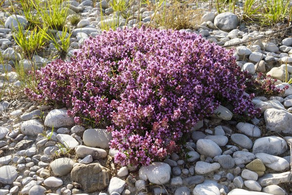 Flowering Thymus serpyllum