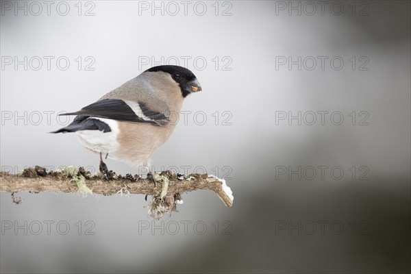 Eurasian bullfinch