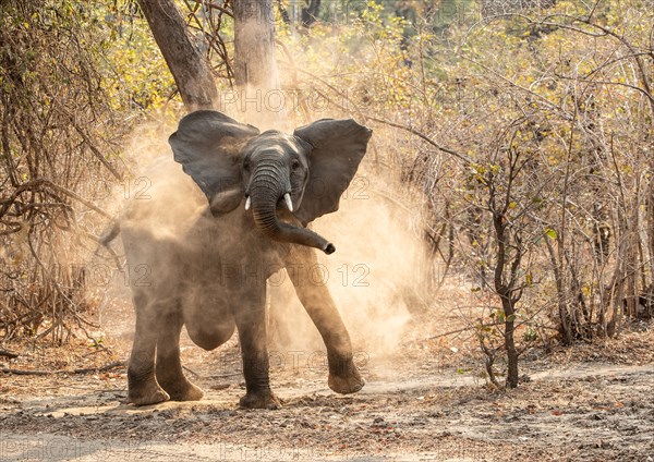 African elephant