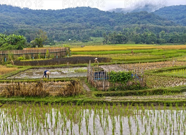 Landscape with rice fields