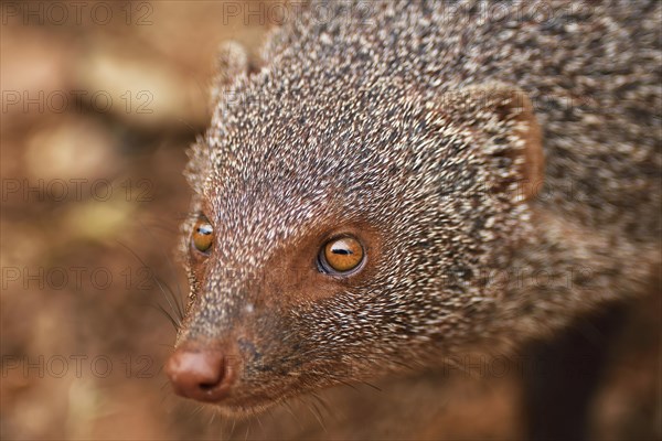 Indian gray mongoose