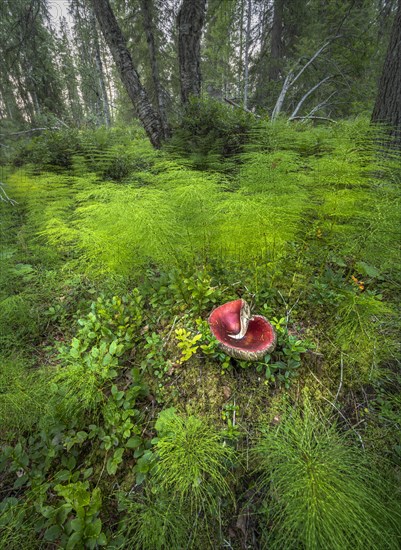 Russula paludosa