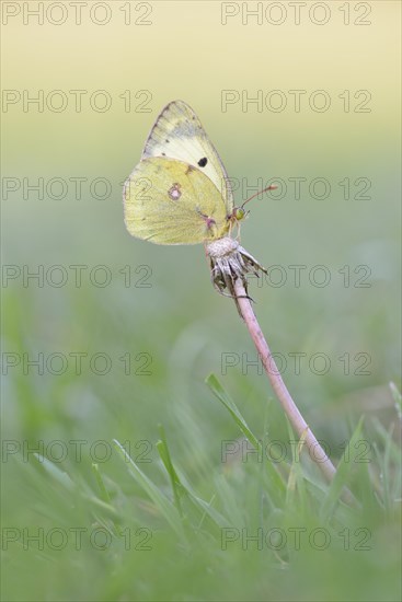 Common Clouded Yellow