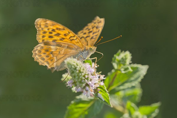 Silver-washed fritillary