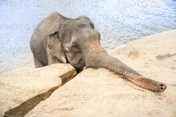 Asian elephant