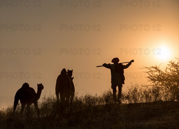 Camel driver with his camels at dusk