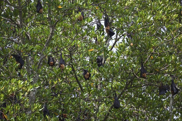 Indian flying foxes or greater Indian fruit bats