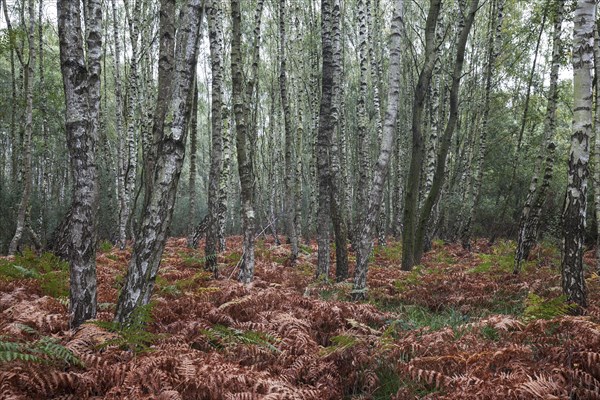 Moor birch trees