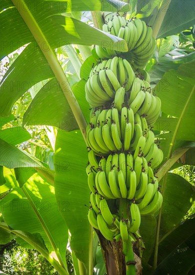 Closeup of giant cavendish banana bunch on the plantation