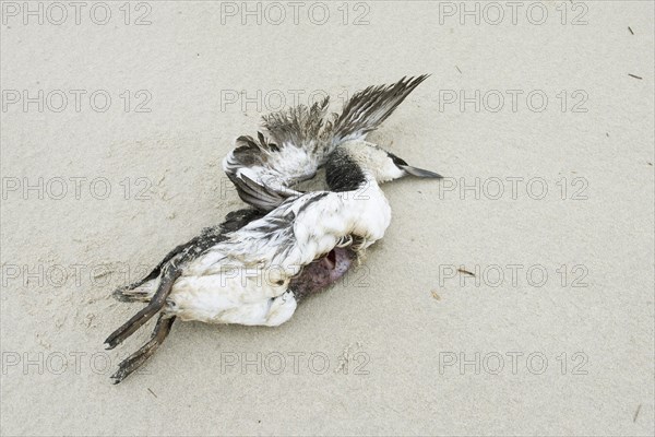 Dead Horned Grebe