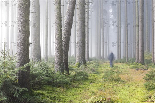 Fog in the forest