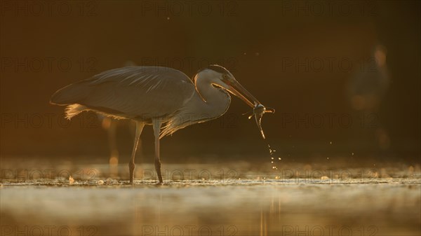 Grey Heron